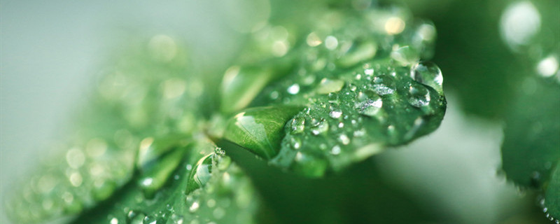 四叶草的寓意和花语 四叶草代表的花语