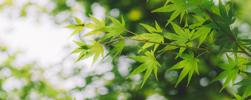 招财的花卉都有哪些 招财类的绿植花卉盆栽都有哪些