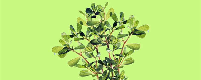 金枝玉叶怎么养（金枝玉叶怎么养才变红）