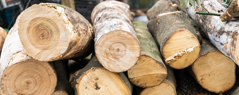 年轮较疏的一面是什么面 年轮较疏的一面是什么面较密的一面是什么面