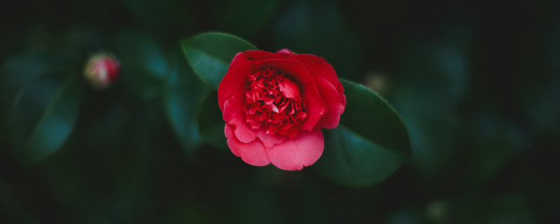 五角星花几月播种（五角星花种子几月采收）