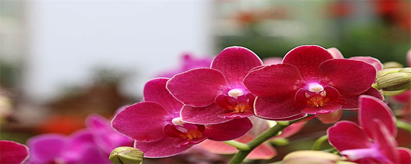 夏天高温兰花怎么浇水 夏天高温兰花多少天浇一次水