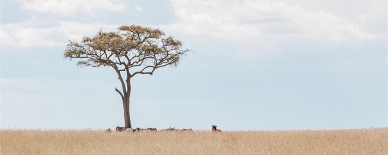白色的像木棉花是什么花（木棉花有白色的花吗?）
