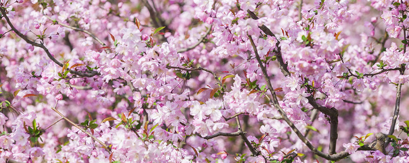 四季海棠的养殖方法和注意事项 草本四季海棠的养殖方法和注意事项