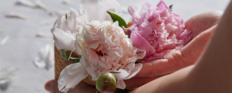 菏泽洛阳牡丹(菏泽牡丹胜洛阳)