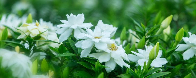 栀子花的养殖方法 栀子花的养殖方法和注意事项