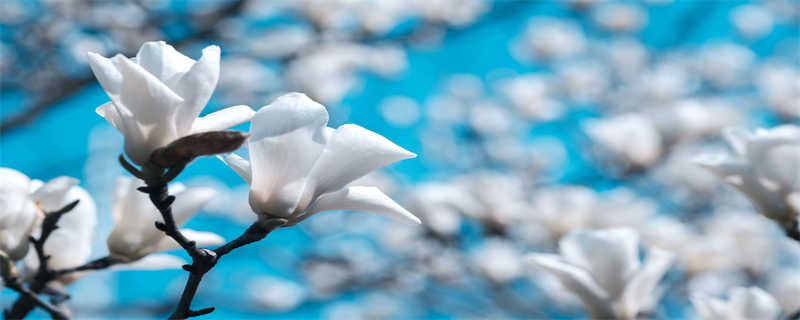 玉兰花的寓意（玉兰花的寓意和风水）