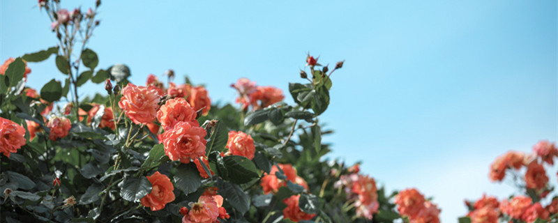 月季花适合在室内养吗（月季花适合在室内养吗?）