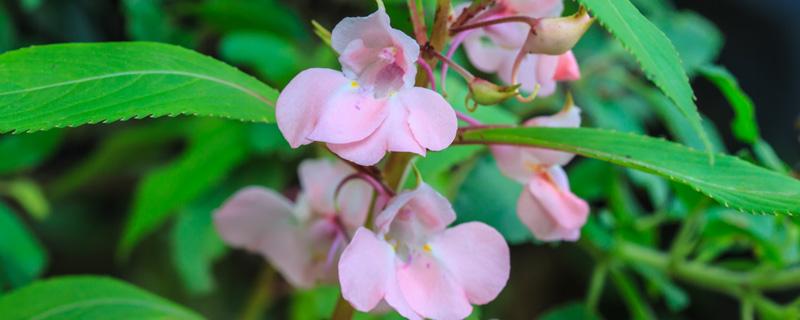 凤仙花什么季节开花 凤仙花是几月份开花