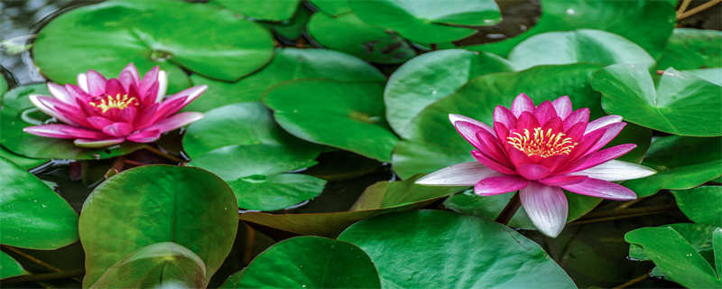 荷花的象征意义(荷花的象征意义四字成语)