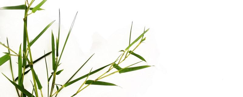 富贵竹是什么植物（富贵竹是常绿植物吗）