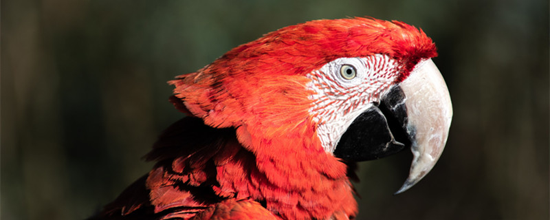 鹦鹉品种(鹦鹉品种大全)