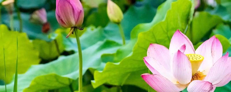 澳门市花是什么花,象征什么 什么花是澳门的标志