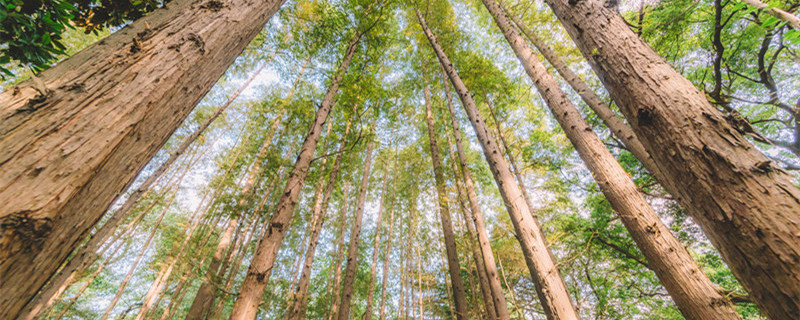 清香木的养殖方法 清香木的养殖方法和注意事项修剪