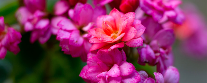 长寿花怎么养才开花 长寿花怎么养才开花好