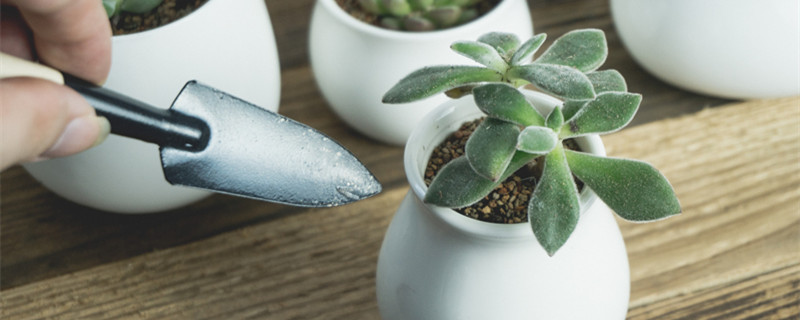 什么花不能用尿素施肥（什么花不能用尿素施肥三角梅发芽有的是白色有的是紫色）