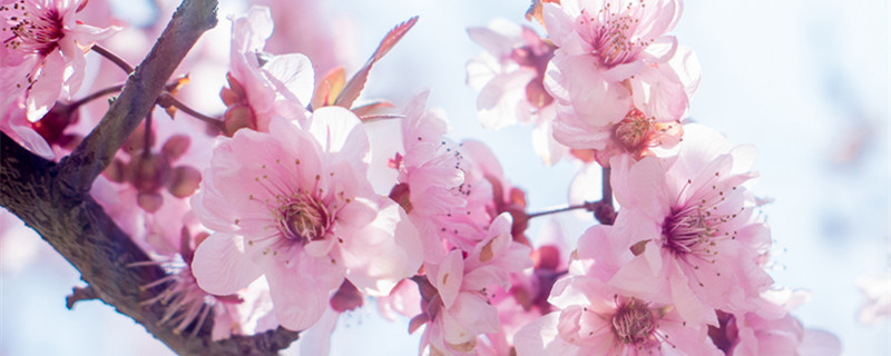 桃花的特点是什么（桃花的特点是什么写作文）