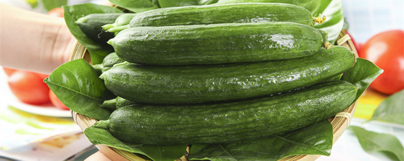 水黄瓜和旱黄瓜有什么区别(水黄瓜和旱黄瓜的区别图片)