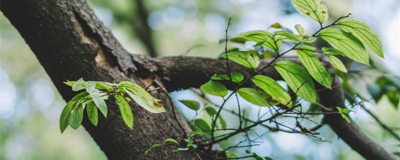 适合南方种植的果树有哪些 适合在南方种的果树