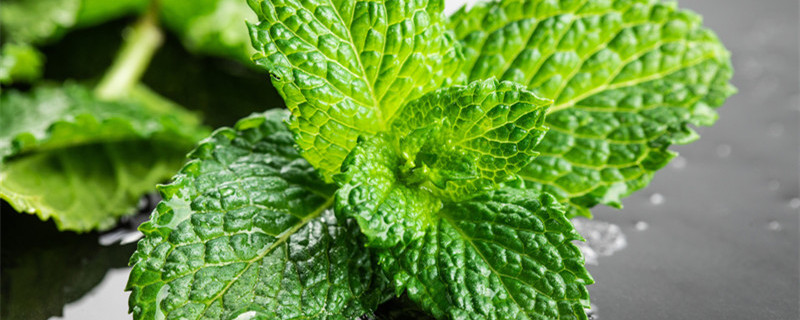 薄荷生长周期 薄荷生长周期多长