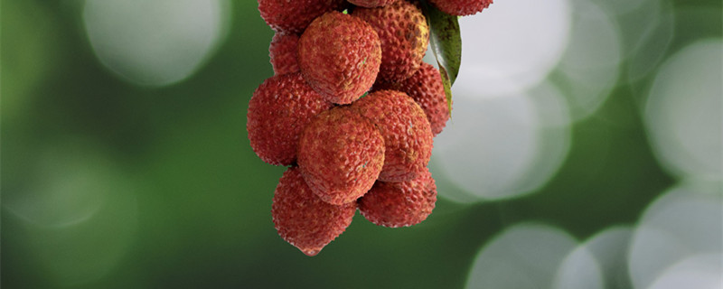 荔枝树能活多少年 荔枝能活几年