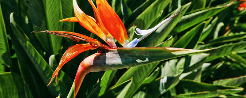 鹤望兰怎么养才会爆盆 鹤望兰怎么养开花