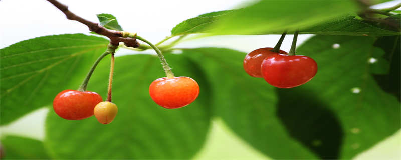 适合盆栽的果树有哪些（适合种盆栽的果树）