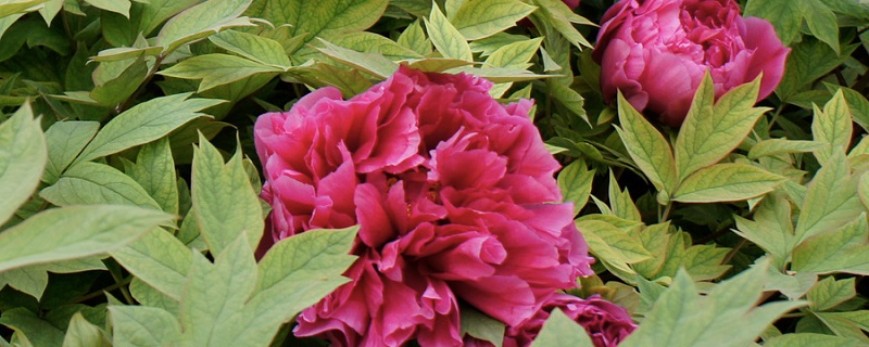 牡丹花花期多少天 牡丹花花期多久?