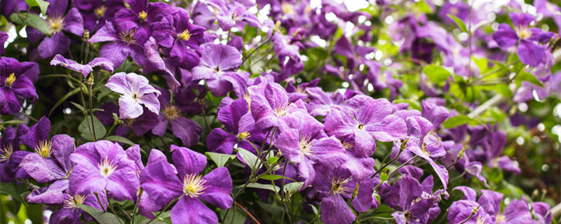 铁线莲哪个品种好养花期又长 铁线莲哪个品种好养花期又长耐热耐寒