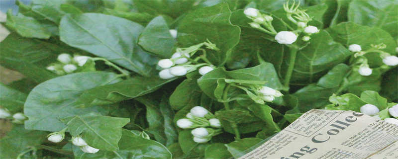 茉莉花的花语和象征意义 茉莉花的寓意和象征意义