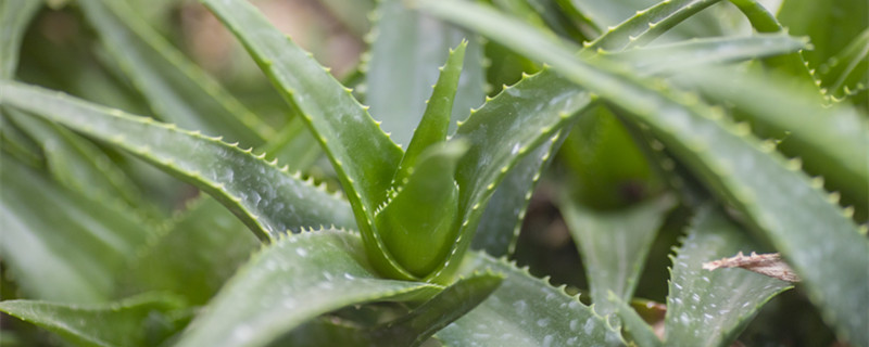 芦荟夏天怎么养护 芦荟怎么过夏天