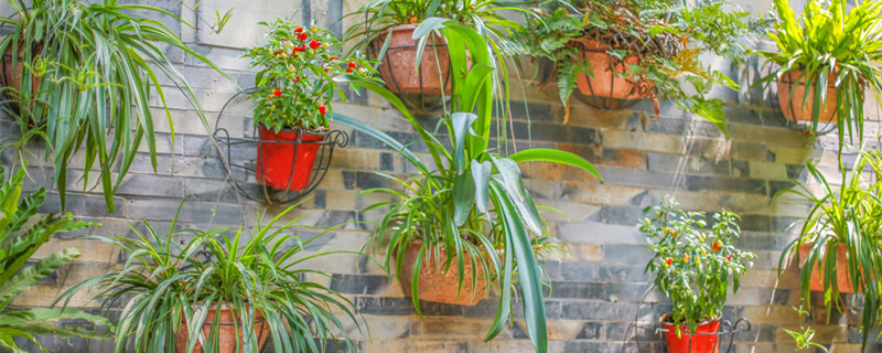 兰草花生白斑怎么治 花草生白斑是怎么治疗