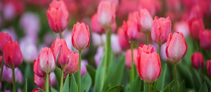 郁金香的养殖方法（郁金香的养殖方法和注意事项）