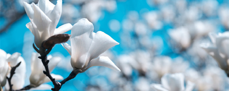 什么花是春天开的（什么花是春天开的图片）