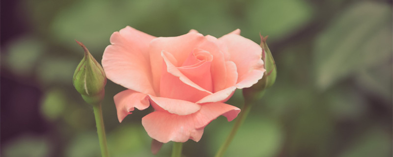 月季花谢了从哪里剪 月季花剪下来