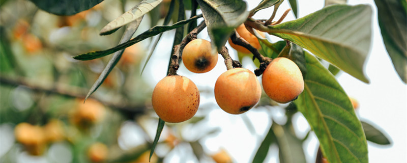 枇杷树怎么种植