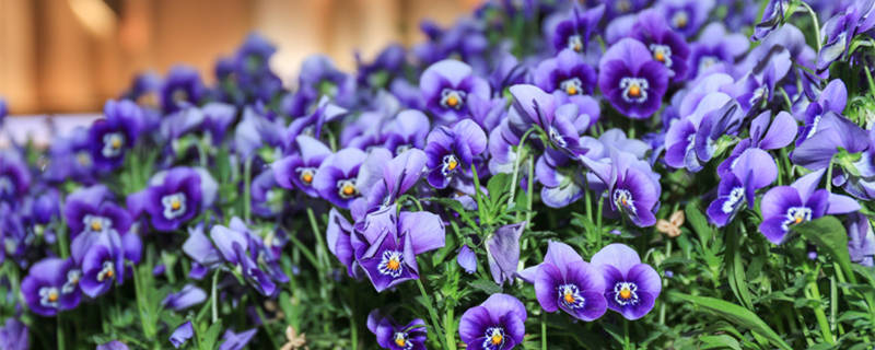 三色堇花期(三色堇花期多长时间)