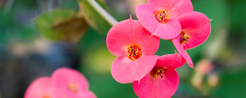 虎刺梅的养殖方法和注意事项 水培虎刺梅的养殖方法和注意事项