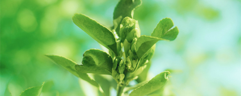 冬青树苗如何栽种(冬青树怎么育苗)