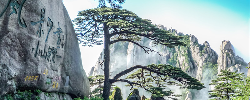 松树的作用 松树的作用及应用