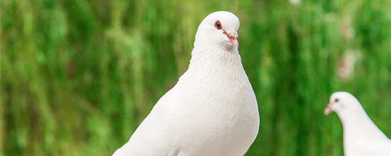 鸽子养殖方法