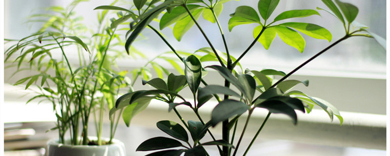 金钱树摆放禁忌（金钱树摆放禁忌在家养）