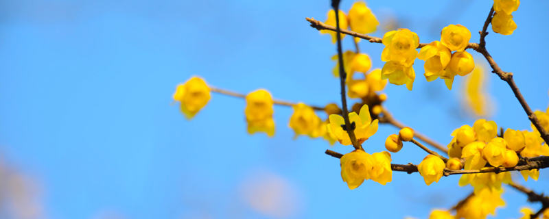 腊梅花语（腊梅花语唯美句子）