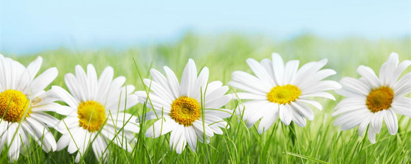 意大利国花是什么花(意大利的花有哪些)