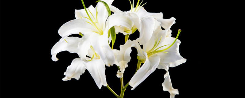 香水百合开过花后还能再开吗 香水百合开花后怎么处理还能再开花