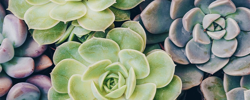 玉树叶子干瘪了怎么才能缓过来（玉树叶片变薄干瘪了怎么办）