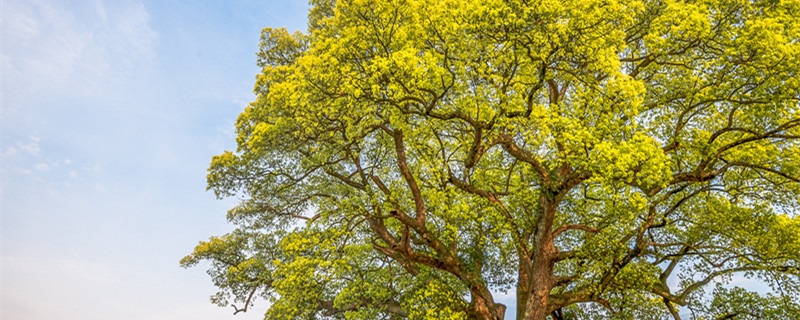 香樟树的外形特征 香樟树的外形特征和作用