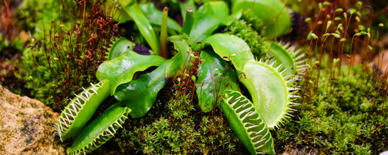 吃虫子的植物（吃虫子的植物阅读理解）