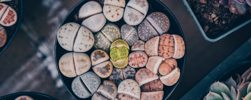 毛汉尼的养殖方法和注意事项 毛汉尼怎么养