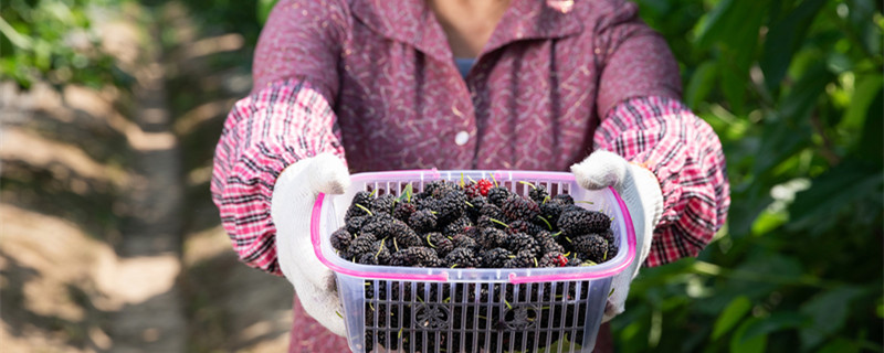长果桑葚树的种植方法（桑葚树怎么移栽）